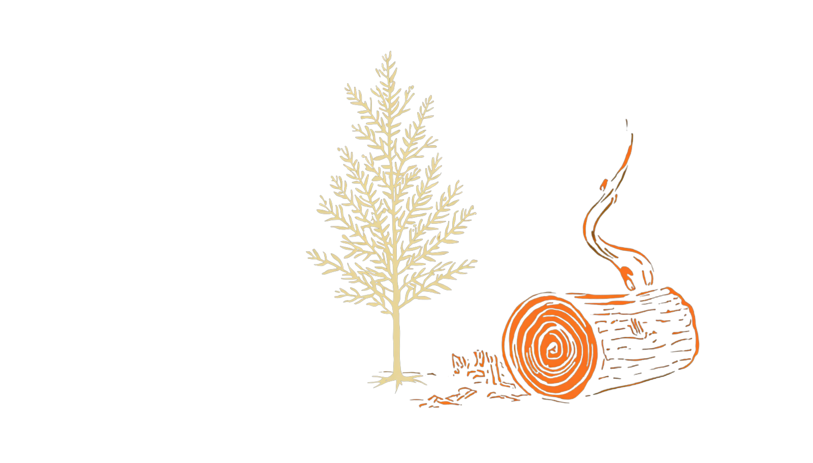 Alder illustration
