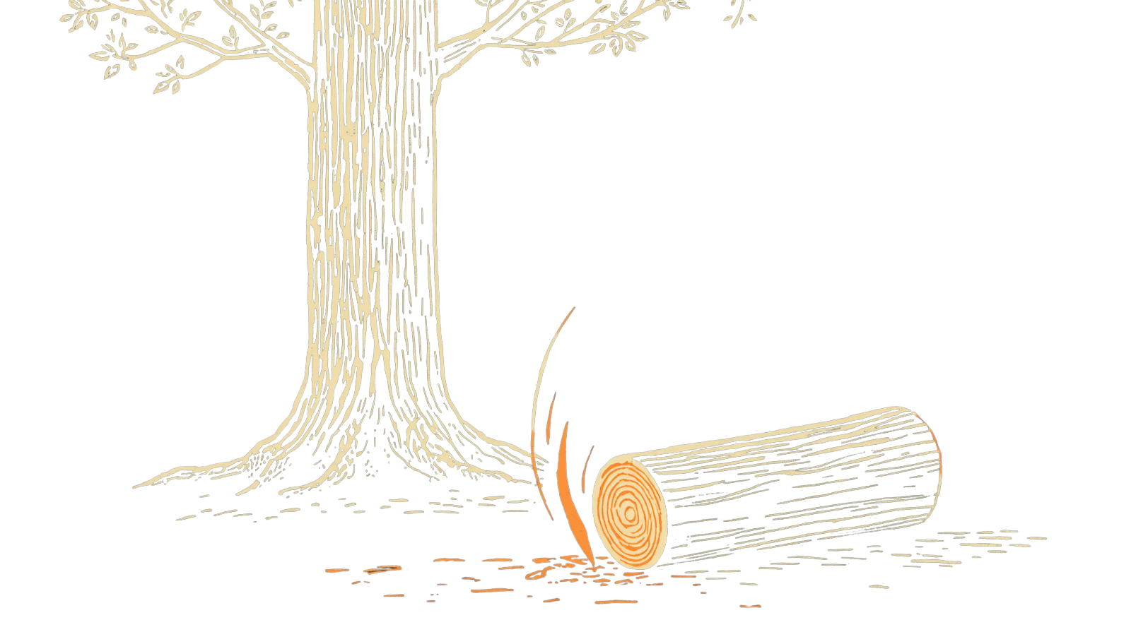 Hickory illustration