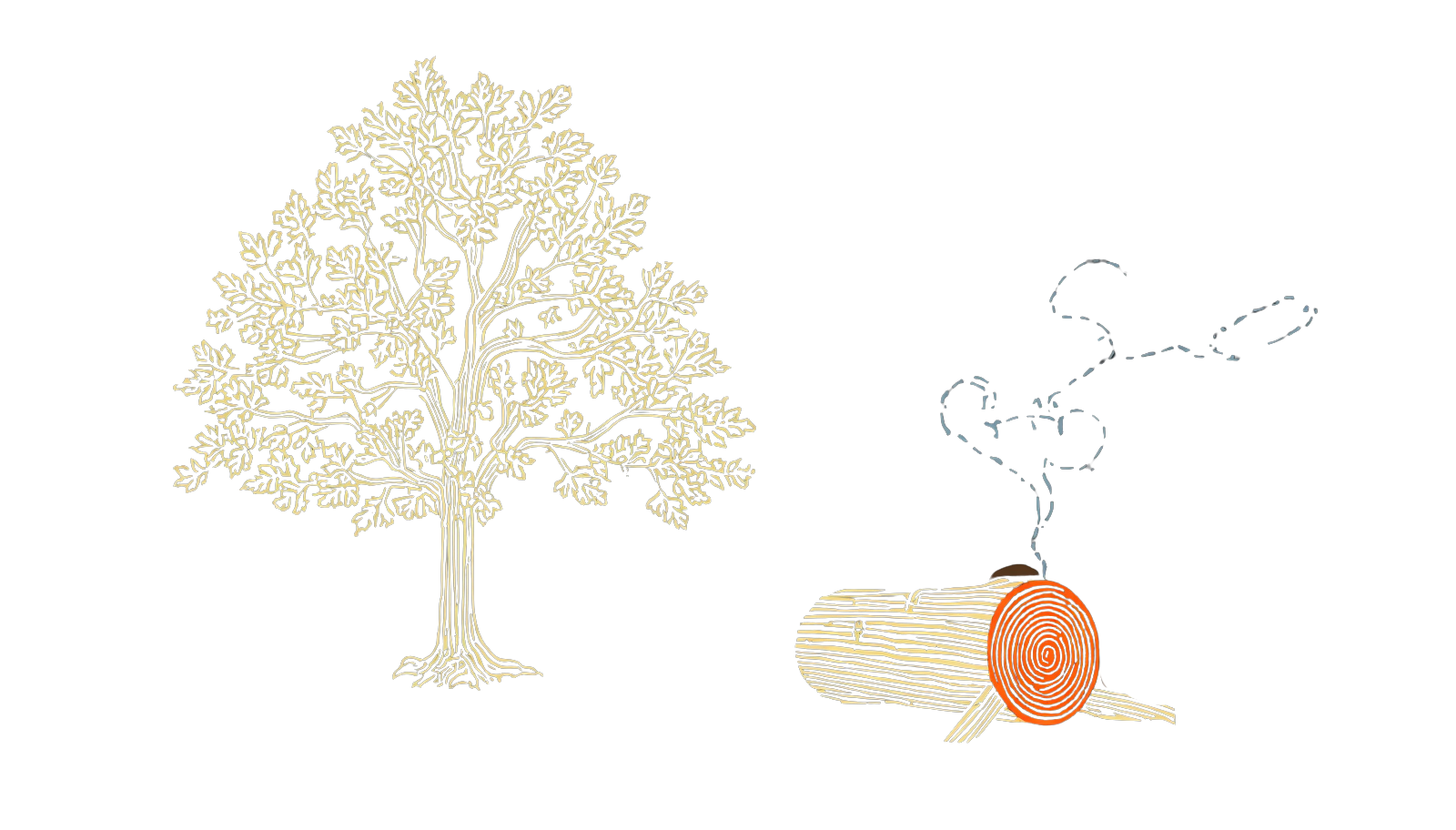 Maple illustration
