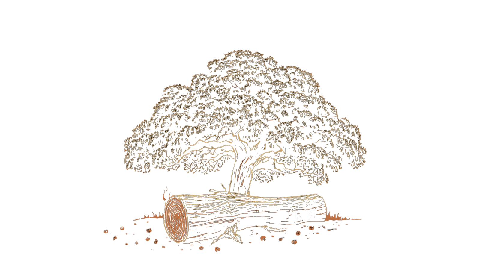 Oak illustration