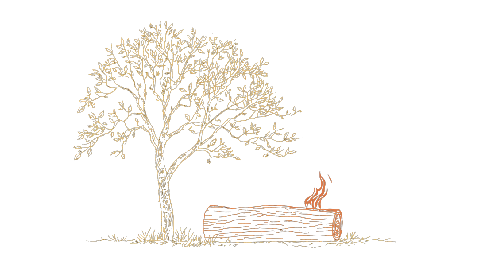 Pecan illustration