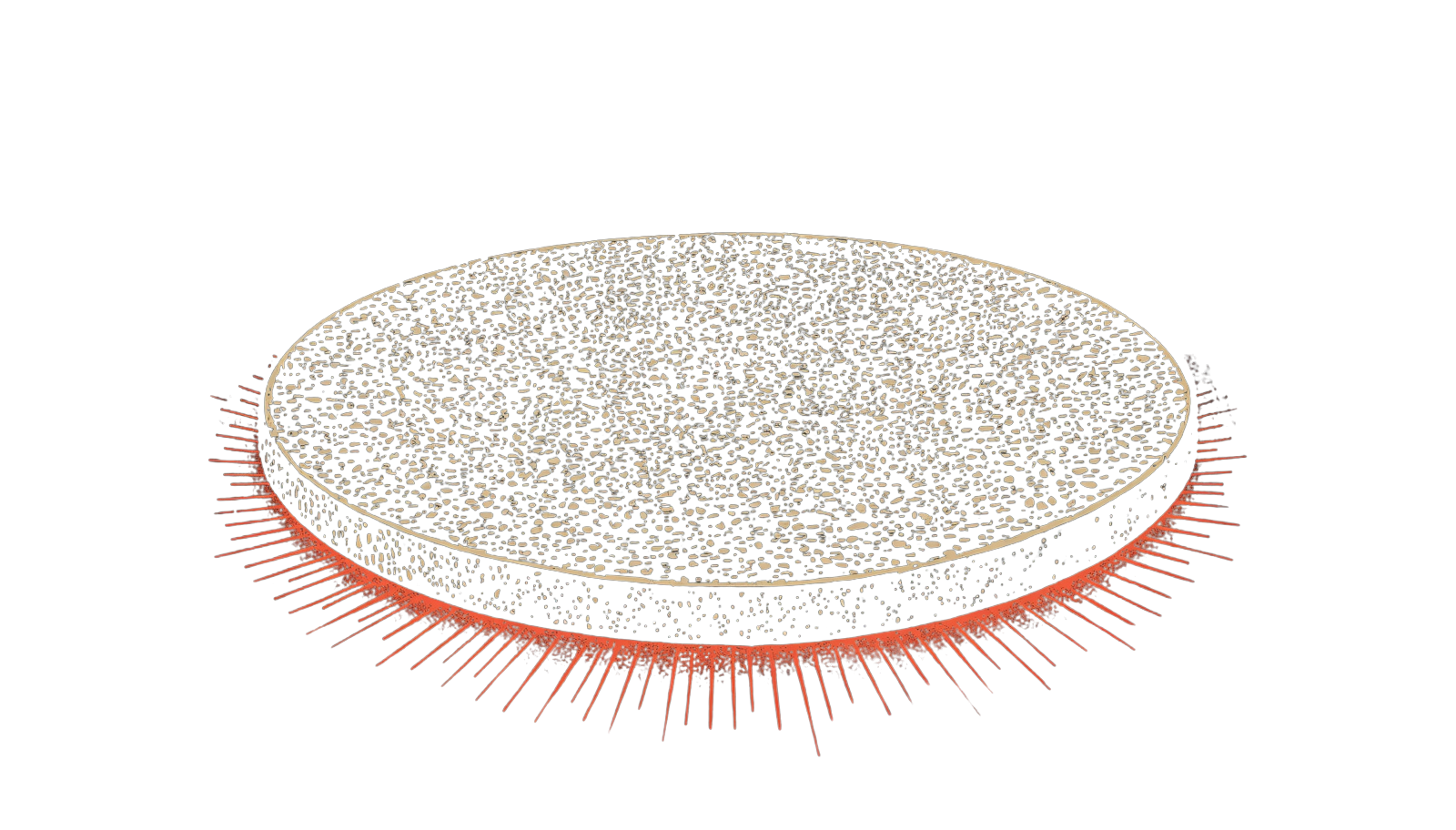 Pizza Stone illustration